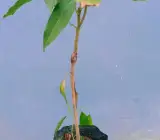Katimon Mango -GRAFTING plants