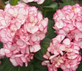 Hybrid Hydrangea FLOWERING plants(PINK)