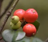 Cedar Bay Cherry Grafted Fruit Plant – Sweet Tropical Cherry Live Plant
