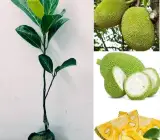 All Time Jack-Fruit ( Grafting ) Plant