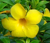 ALLAMANDA FLOWERING PLANT(YELLOW)