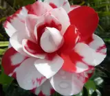 variegated pink and white camellia