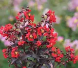 furush flower Plant