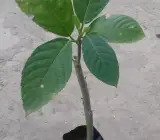 BhootRaaj Plant