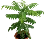 CURRY LEAVES PLANT