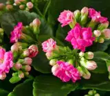 Florist Kalanchoe FLOWERING PLANT(PINK)