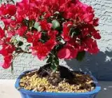 Honey Red Bougainvellia