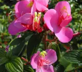 Tibouchina FLOWERING PLANT(PINK)