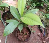 Mangosteen Fruit Plant