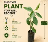 White Jamun Grafted Fruit Plant - Rare & Premium Variety