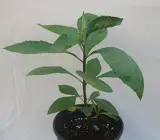 Vernonia amygdalina Plant