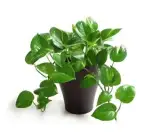 Money plants