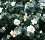 CAMELLIA FLOWERING PLANT(WHITE)