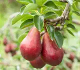 Red Pear( Naspati ) Fruit Plant