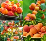 APRICOT FRUIT PLANT