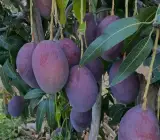 Black stone mango plants