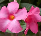 Mandevilla flowers plants(PINK)