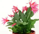 CHRISTMAS CACTUS PLANT