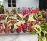 Partha Sarothi Veriket Bougainvellia