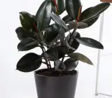BLACK RUBBER PLANT