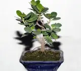 Chinna Bot plant