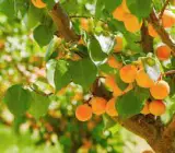 APRICOT FRUIT PLANT