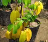 Thai Sweet Star Fruit Plant – Premium Sweet Carambola Live Fruit Plant