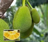 Seedless Jackfruit Plant