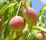 Kensington Pride Grafting mango Plant