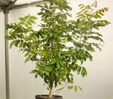 Khaki Longon Fruit Plant