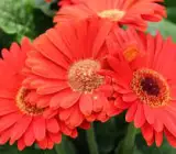 Tissue culture Gerbera plants