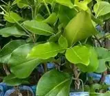 KG-10 Jamun Live Fruit Plant – Large Sweet & Juicy Black Jamun