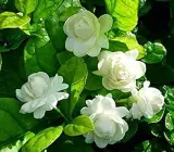 Jasmine Sambac plant