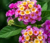 Lantana Flowers plant -( Pink)