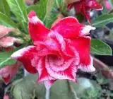 ROSY VARIETY GRAFTED ADENUM PLANT