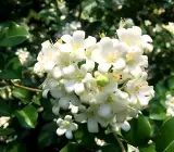 Madhu Kamini Dwarf Flower Plant