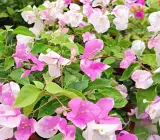 Spottted Miss Holand Bougainvillea