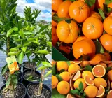 Sylhet Orange Fruit Plant
