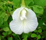 Aparajita –white flowering plant
