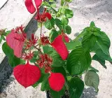 Mussaenda flower plant (Red)