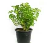 TABLE kamini plant