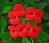Euphorbia flowering plant(RED)