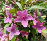 BLUE TAGAR FLOWERING PLANT