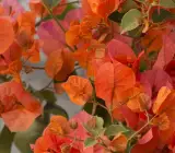 Orange Marble bougainvillea