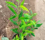 YESTERDAY TODAY TOMORROW FLOWERING PLANT
