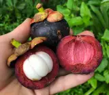 Mangosteen Fruit Plant