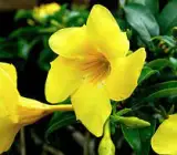 MANDEVILLA FLOWERING PLANT(YELLOW)