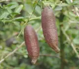 Australian finger lemon plant