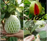 Thai Pink guava plants