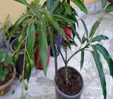 Vastara Mango Plant _ Grafted and Hybrid Plants
